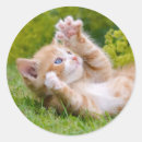 Sök efter leka för kattunge Flicka