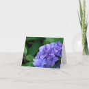 Sök efter vanlig hortensia kort Violett