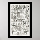 Sök efter djur skalle posters Ben