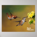 Sök efter hummingbirden konst Rufous hummingbird
