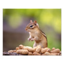 Sök efter rodent posters Djur
