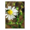 Sök efter subjekt fotografi Blomma