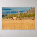 Sök efter elk posters Vilda djur