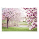 Sök efter magnolia fotografi Botanisk