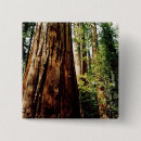 Sök efter redwoodträd Yosemite