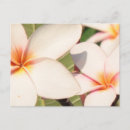 Sök efter plumeria Blommigt