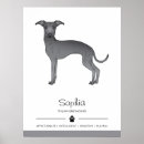 Sök efter mops posters Hund