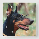 Sök efter dobermanpinscher Dobie