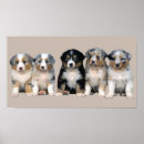Sök efter australian shepherd posters Samlare