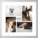 Sök efter hund posters For pets