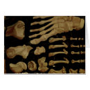 Sök efter anatomical Hieronymus