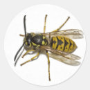 Sök efter wasp klistermärken Djur