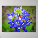 Sök efter bluebonnet Texas