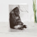 Sök efter gorilla fotografi Prima