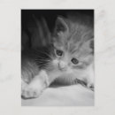 Sök efter svartvit kattunge vykort Söt