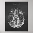 Sök efter anatomical posters För alla