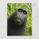 Sök efter fånigt fotografi Humor
