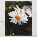 Sök efter daisy reklamblad Blomma