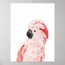 Sök efter kakadua posters Papegoja