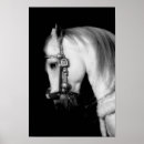 Sök efter western häst posters Vit