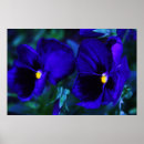 Sök efter viola posters Sommar