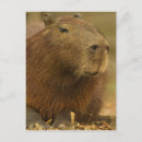 Sök efter capybara Vattenlevande
