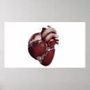 Sök efter människahjärta Medicin