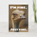 Sök efter ostrich kort Fåglar