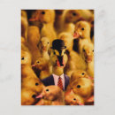 Sök efter gulliga ankor vykort Anka