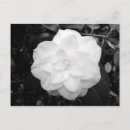 Sök efter svartvita blommor vykort Svart och vitt