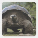 Sök efter galapagos klistermärken Sköldpadda