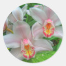 Sök efter orchid fotografi Florfotografi