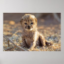 Sök efter jubatus posters Katt