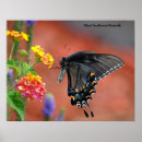 Sök efter svart swallowtail Fjäril