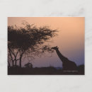 Sök efter reticulated Afrika