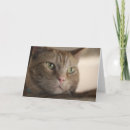 Sök efter stirra kort Katt