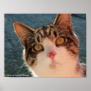 Sök efter däggdjur posters Kattdjur