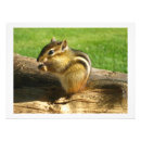 Sök efter chipmunk posters Gnagare