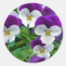 Sök efter pansy klistermärken Trädgård