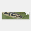 Sök efter herpetologists Orm