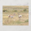Sök efter antilop vykort Antelope