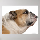 Sök efter engelsk bulldogg konst Närbild