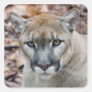 Sök efter puma klistermärken Vilda djur