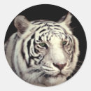 Sök efter white tiger klistermärken Stor katt