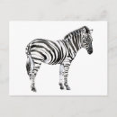 Sök efter zebra vykort Vilda djur
