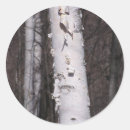 Sök efter betula Träd