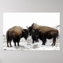 Sök efter amerikanbison Natur