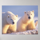Sök efter globala ungar posters Alaska