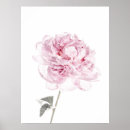 Sök efter rosa pion fotografi Pioner