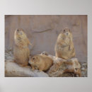 Sök efter rodent posters Natur